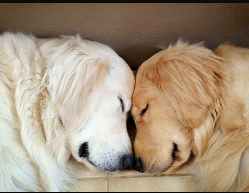 Собаки любовь. Влюбленные собаки. В обнимку с собакой. Собачьи нежности. Собачки обнимаются.