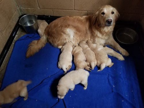 Tomiskaway kennels golden store retrievers